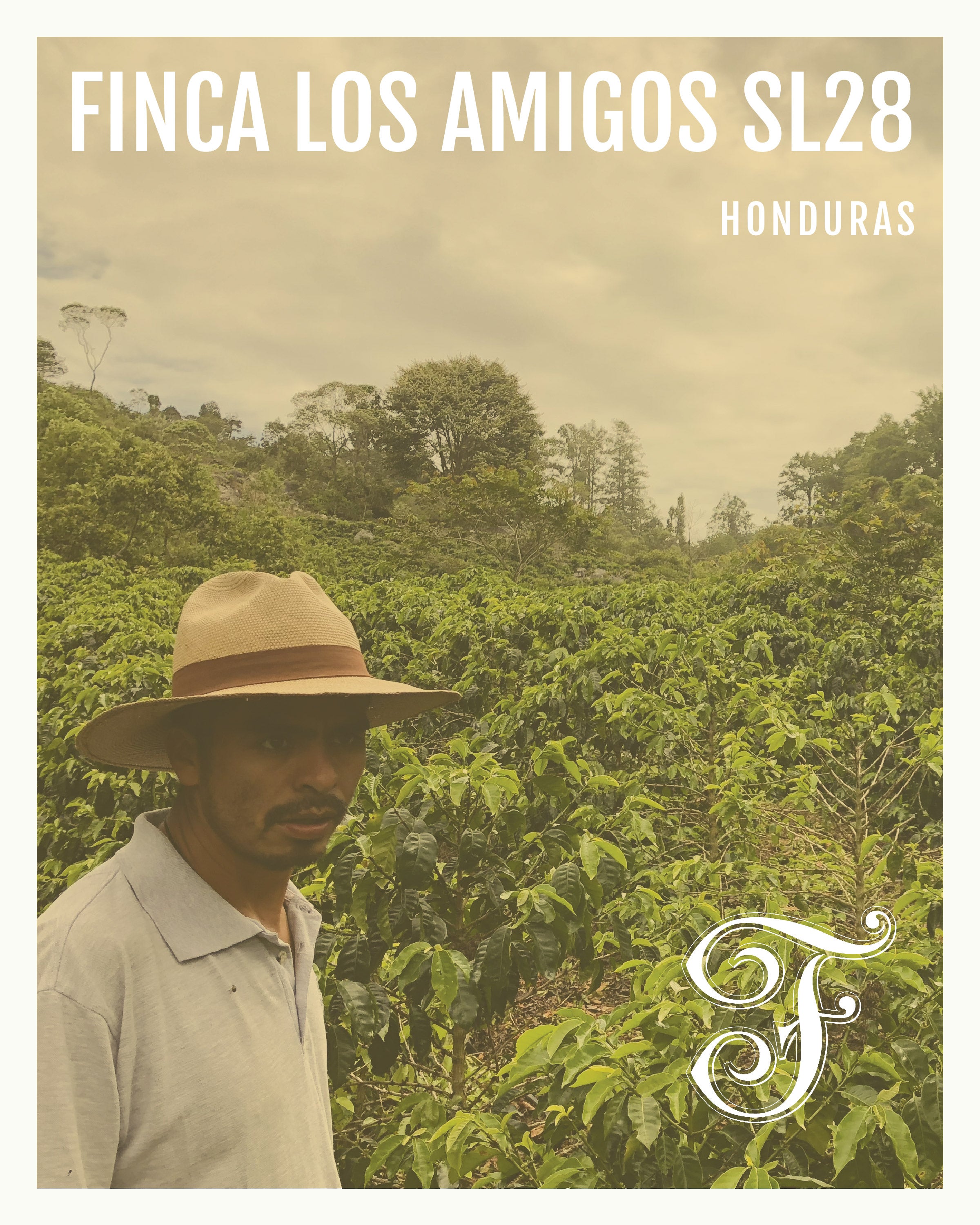 Honduras Finca Los Amigos SL28