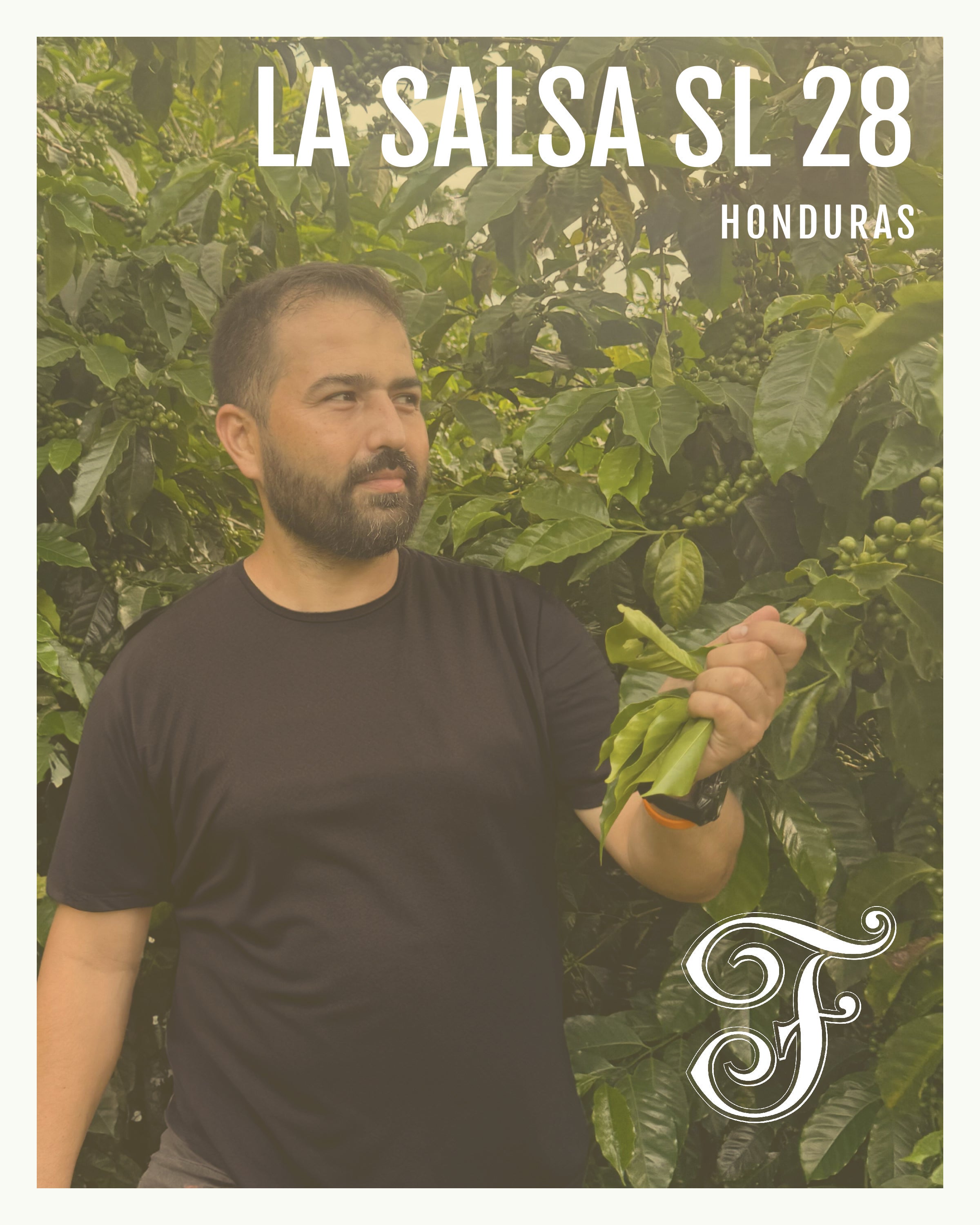 Coffee Product card of salsa sl28