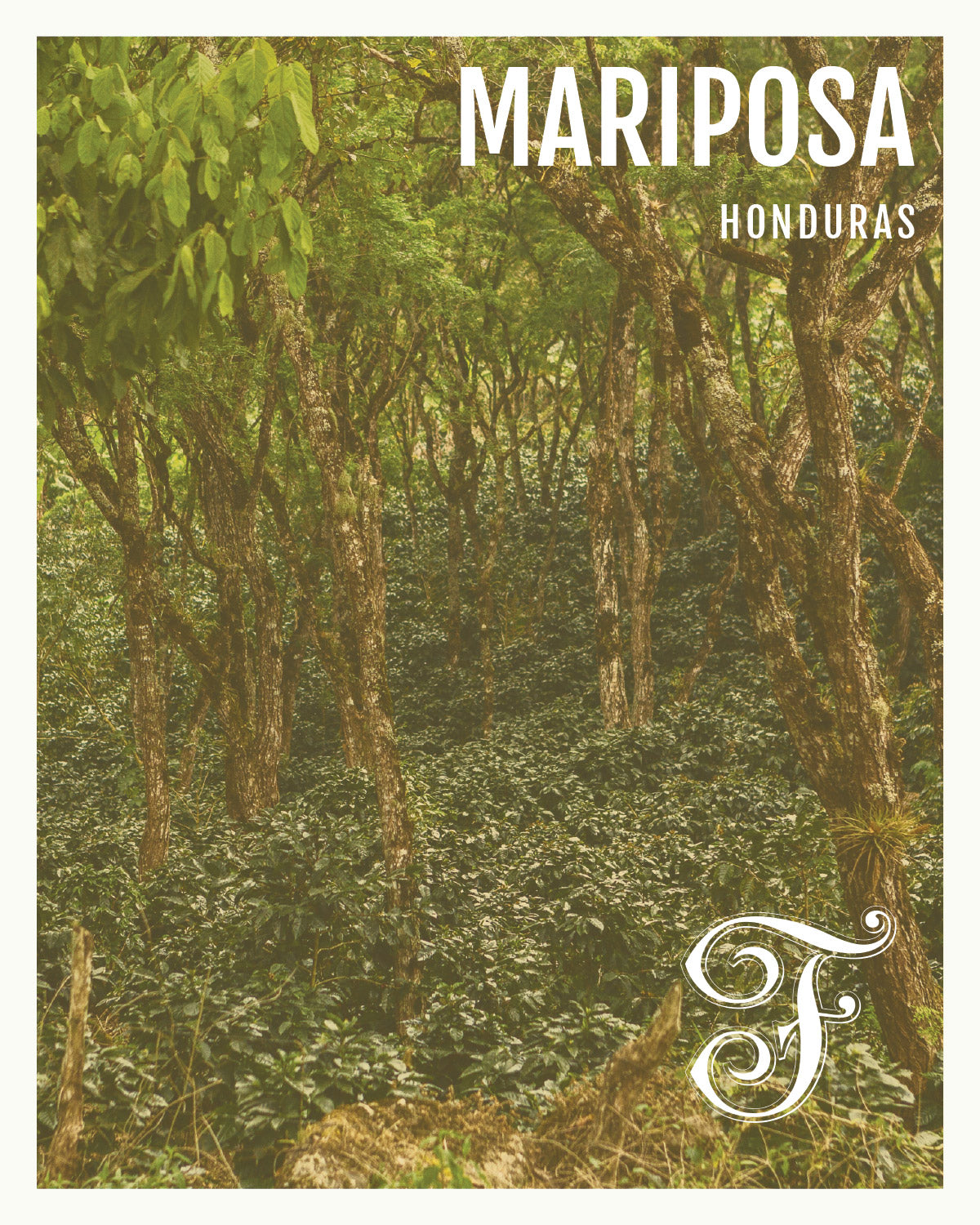 Honduras Mariposa