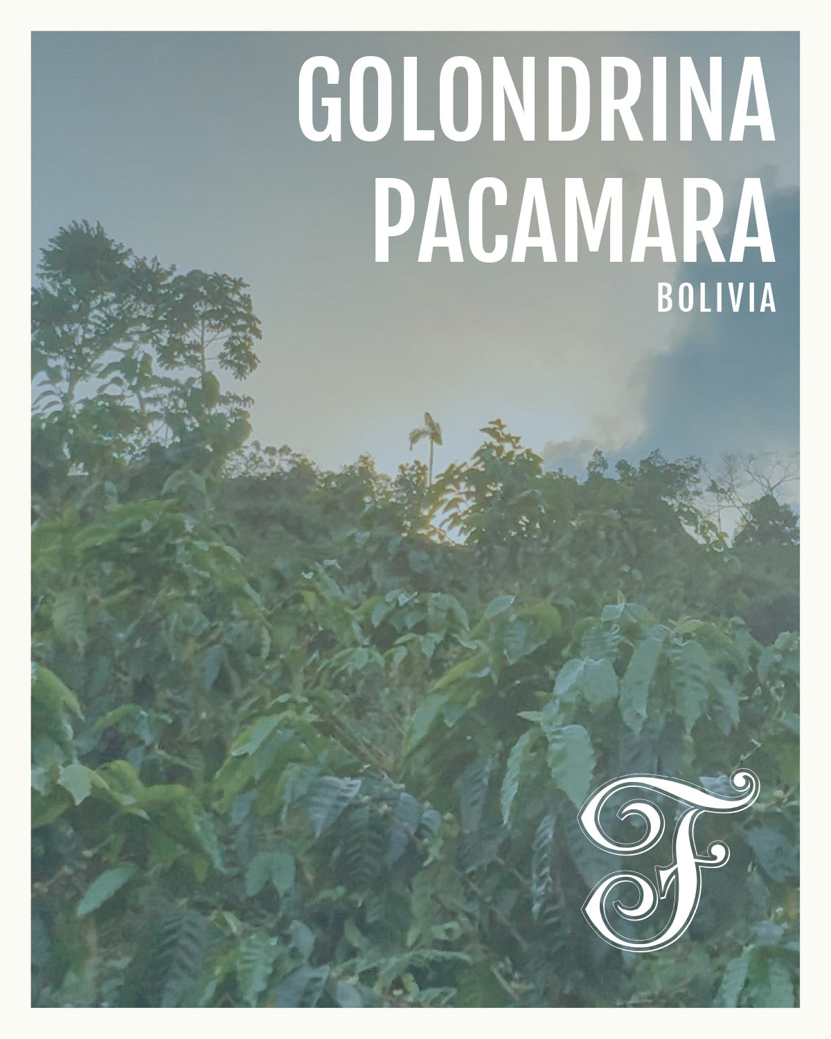 Bolivia Golondrina Pacamara