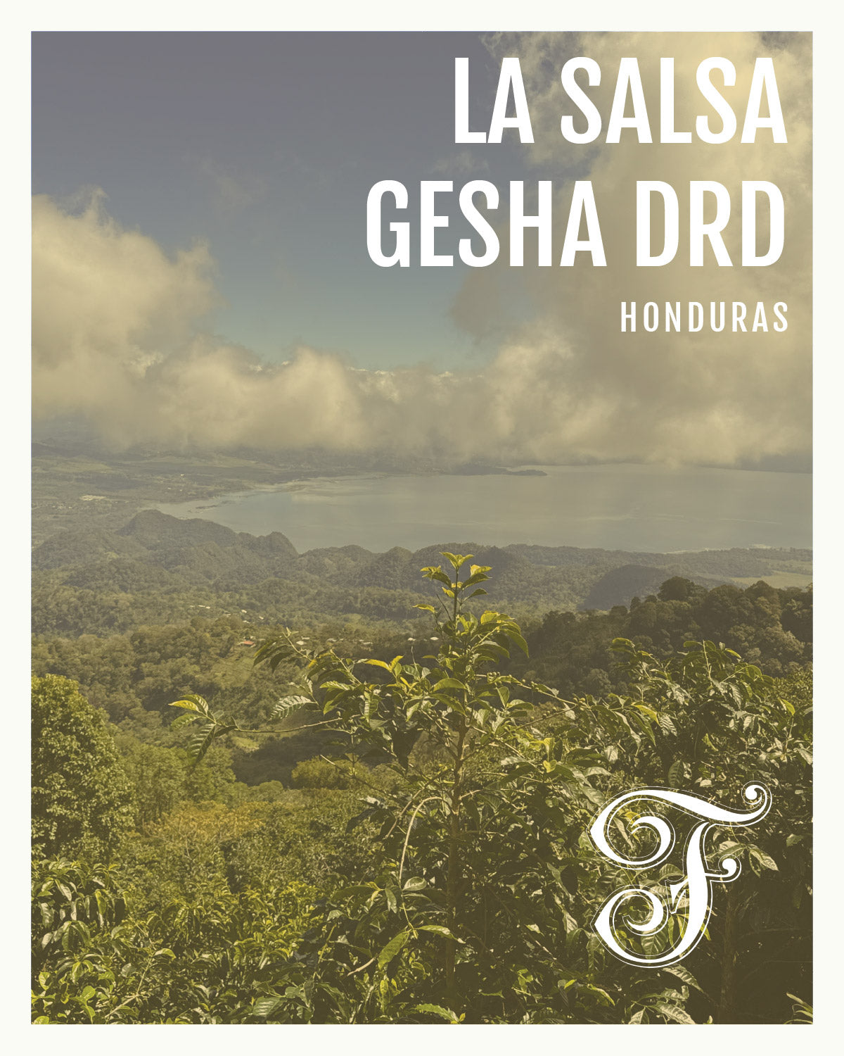 Photo of Honduras La Salsa Gesha DRD