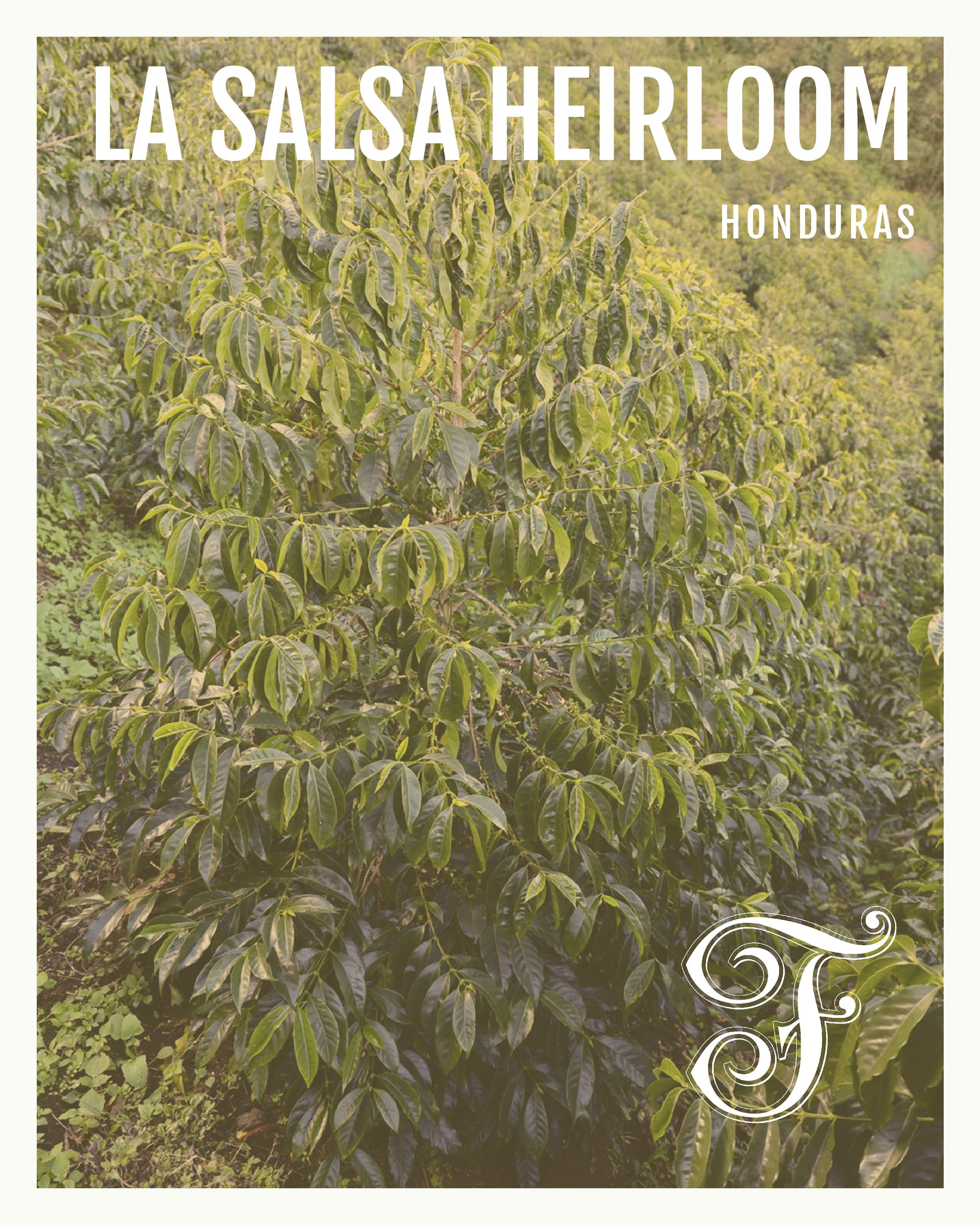Photo of Honduras La Salsa Heirloom