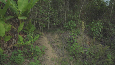 Farm video with Teodocia Castro