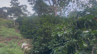 Coffee farm video